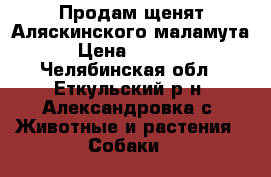 Продам щенят Аляскинского маламута › Цена ­ 8 000 - Челябинская обл., Еткульский р-н, Александровка с. Животные и растения » Собаки   